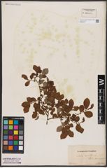 Foto von Salix aurita L.